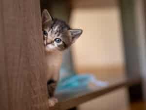 A kitten eating from a food bowl