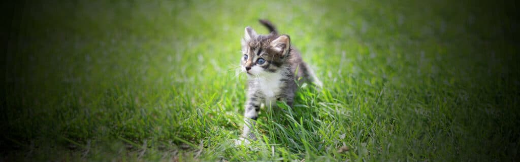 A gorgeous kitten playing in the grass