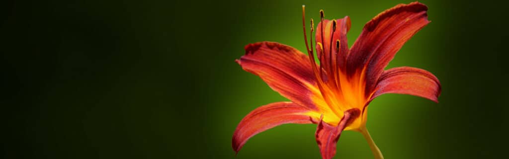 This bright red lily is toxic to cats