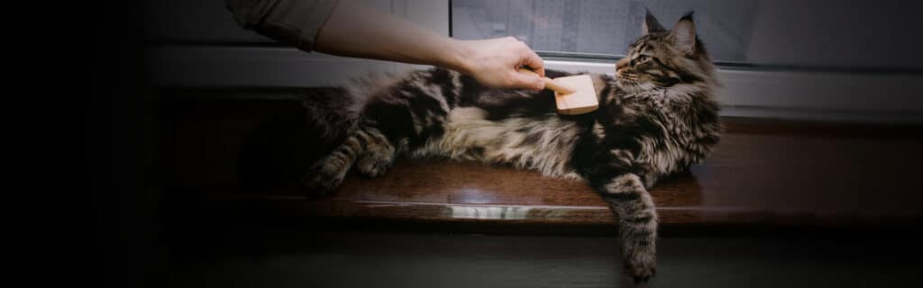 A maine coon cat being groomed