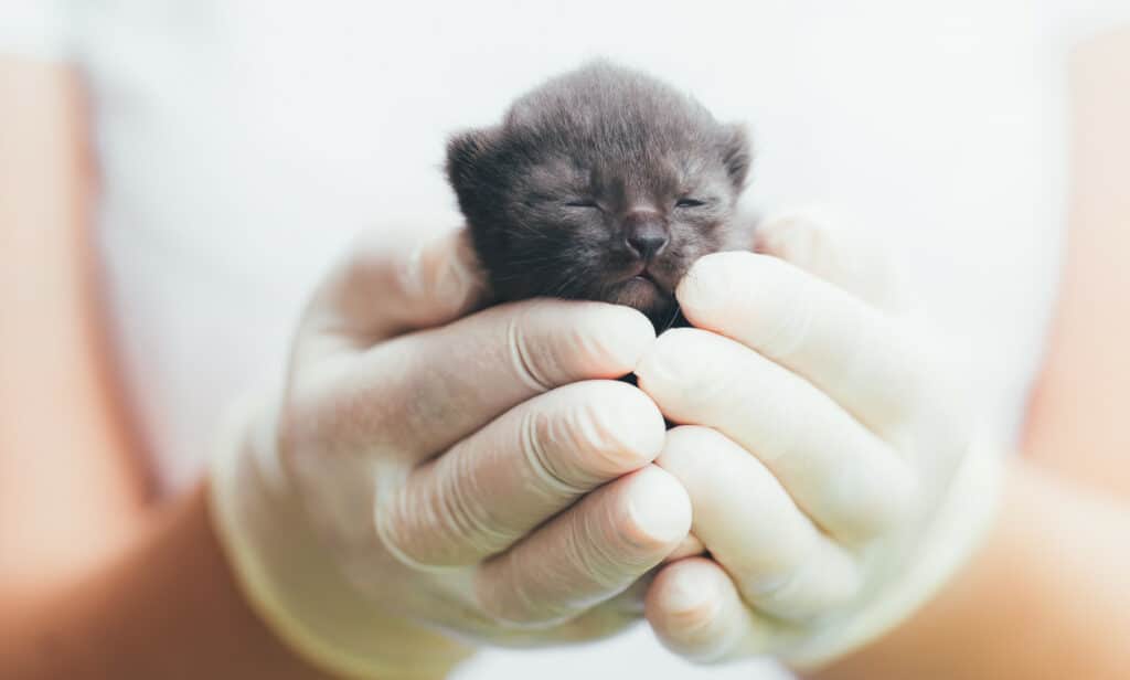 A newborn kitten on Pet Birth Defect Awareness Day