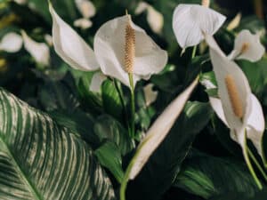 Peace Lily is another plant that is poisonous to cats