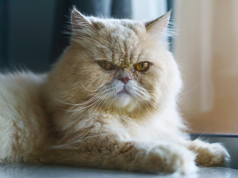 An imperious fussy-looking Persian cat