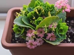 Kalanchoe is toxic to cats