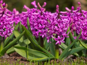 Hyacinths are lovely, but they're also bad for cats