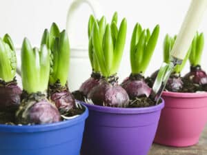 Don't let your cat's go near Spring Bulbs