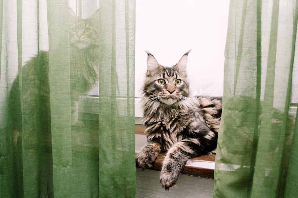 Two Maine Coon cats sit on the window sill