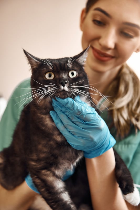 Animal poison control centers will help you get your cat the care it needs