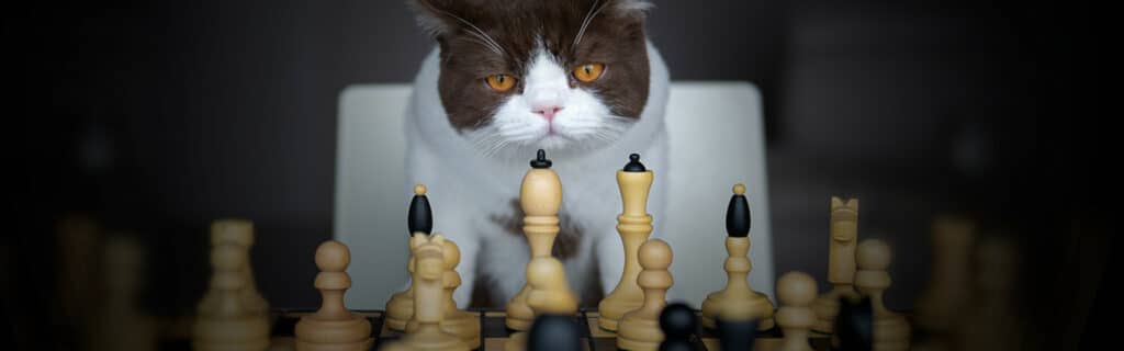 What do cats think about when they're playing chess?