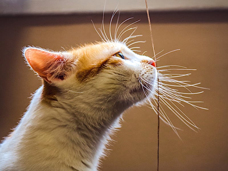 Feline eyes peruse these fun facts about cats