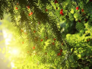 The Yew Tree is a plant toxic to cats