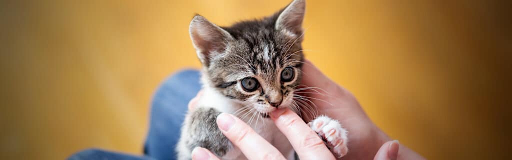 Aggressive kitten biting a woman's finger