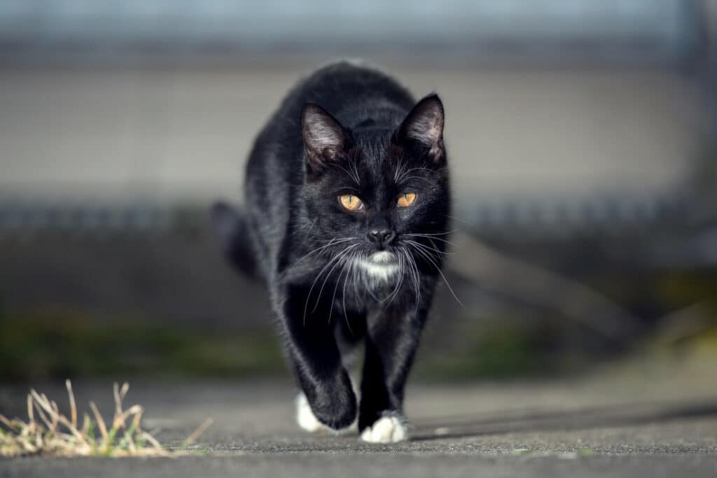 The #1 superstitions about cats is having a black cat cross your path