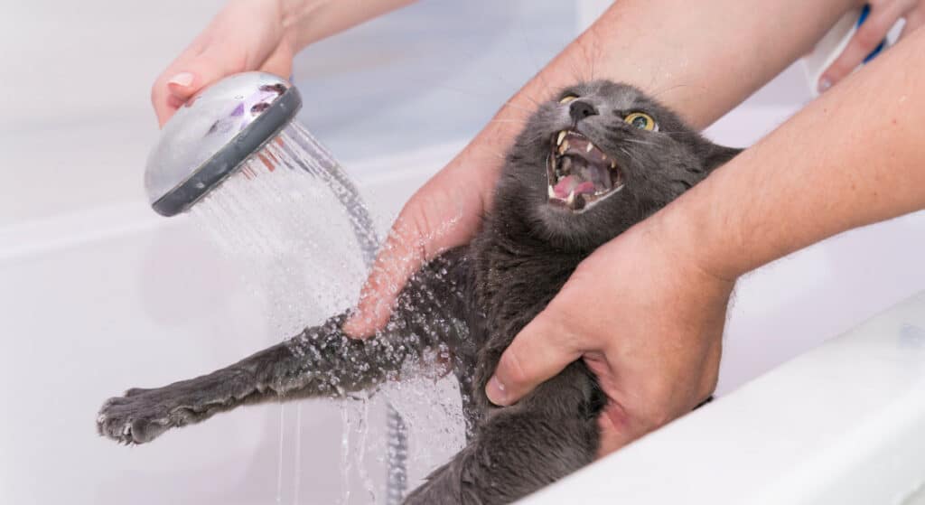 What do cats hate? A bath!