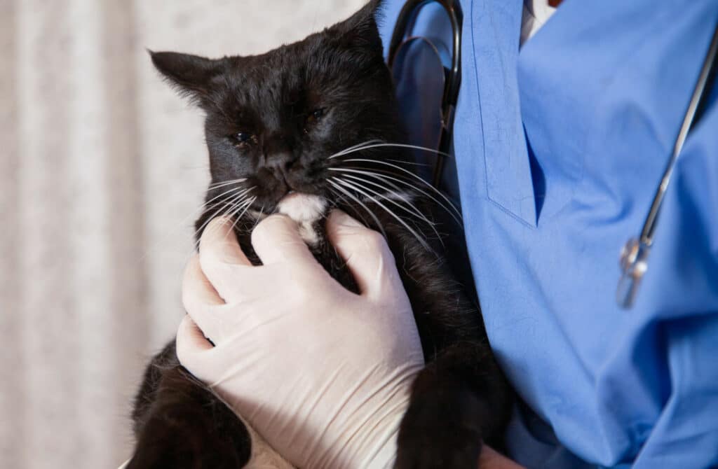 compulsory microchipping of cats in the uk