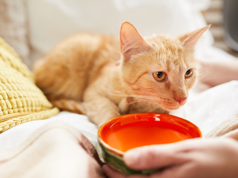 How to care for cats in hot weather - pop an ice cube in their water