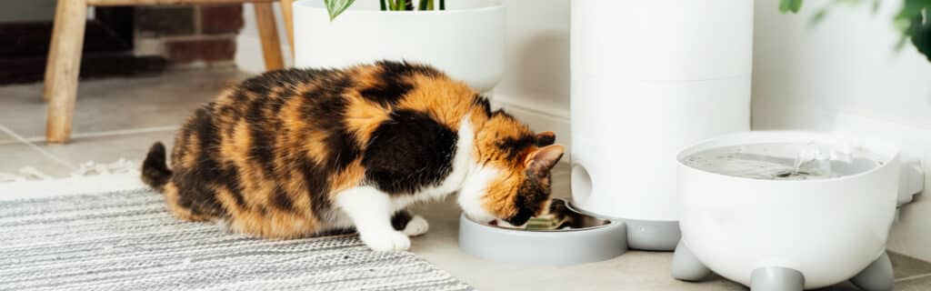 A cat eating from a smart feeder