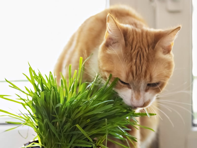 This smart guide read our guide to supplements for your cat
