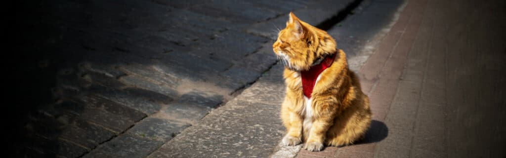 A cat on the street looking distinctly standoffish