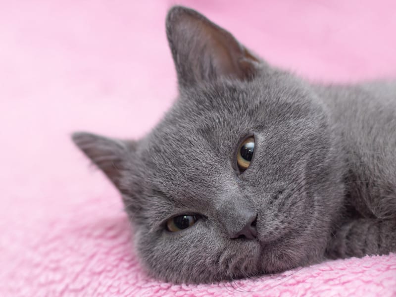 How to care for cats in hot weather - pop an ice cube in their water