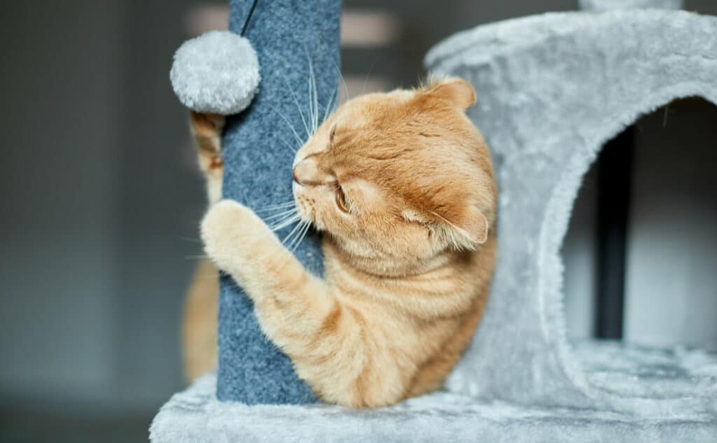 Why do cats scratch and what can you do about it?