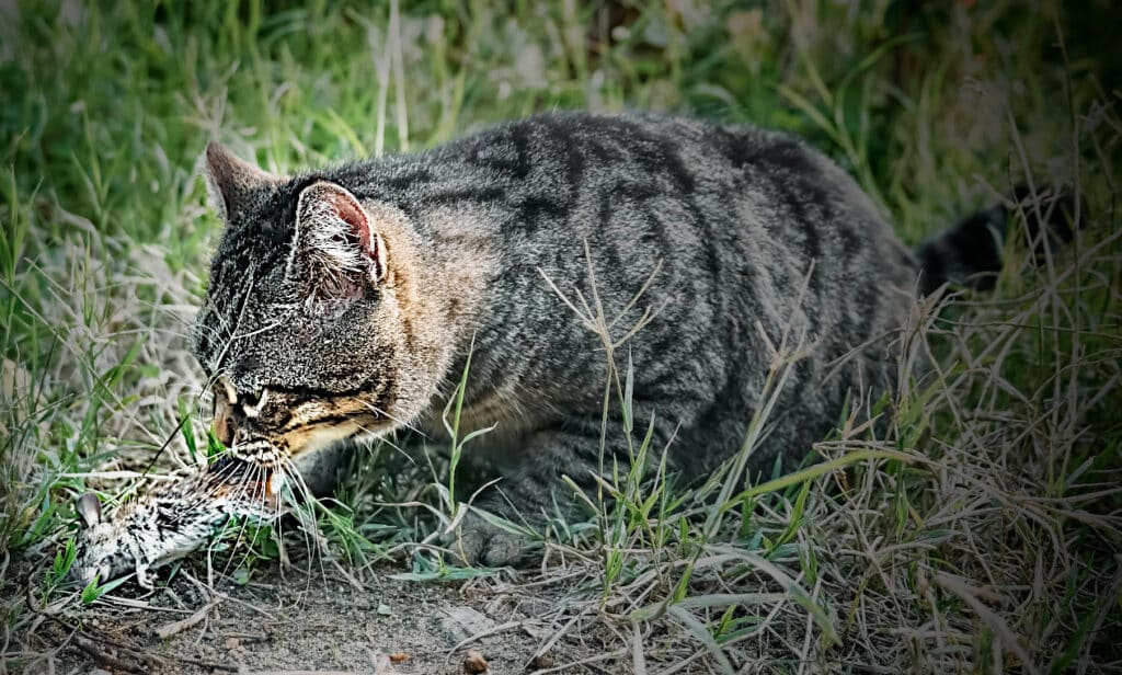 Cats conquered the world because they're useful to us.