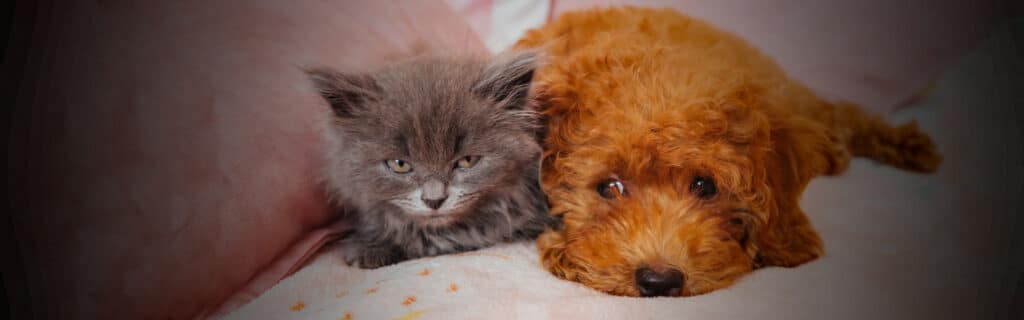 Cats vs Dogs: Which is best?