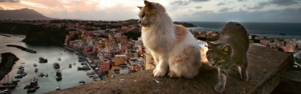 The famous cats of Procida Island, Italy.