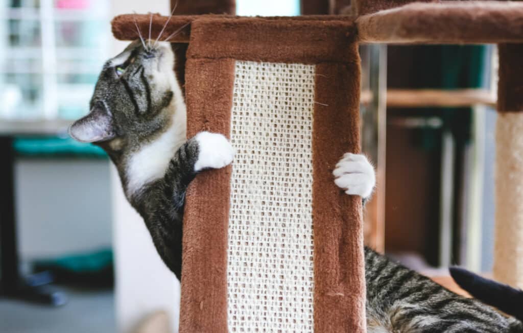 How to keep an indoor cat happy by giving it places to climb