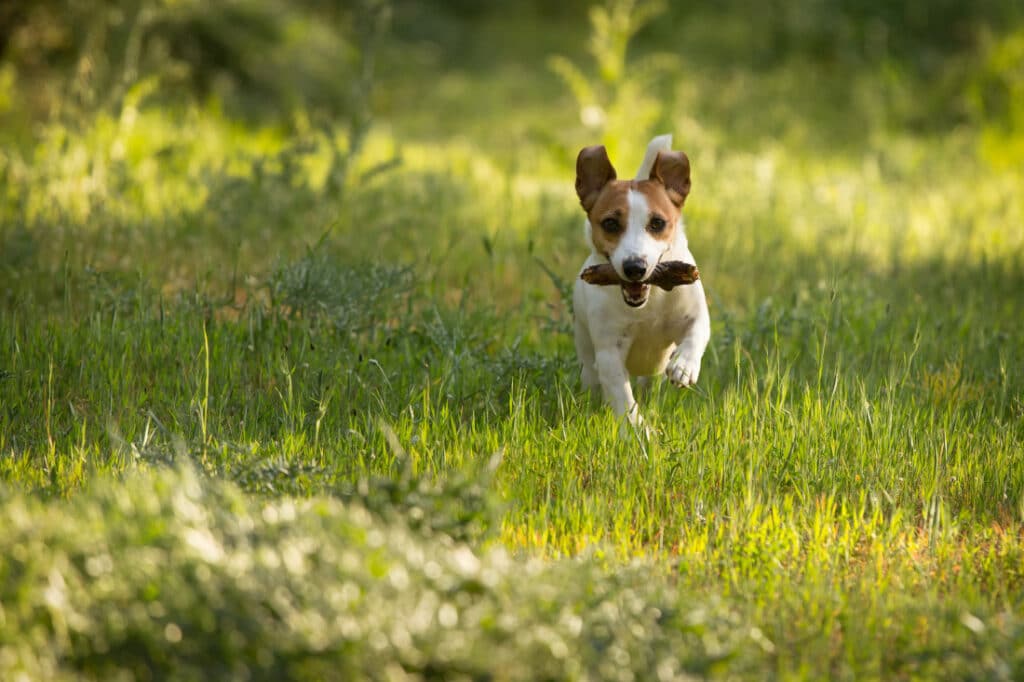 Cats vs Dogs: Cats won't fetch a stick