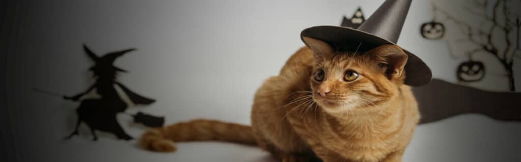 A ginger cat in a Witch's hat for halloween