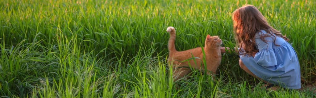 Girl reunited with cat after it was located via a cat microchip database