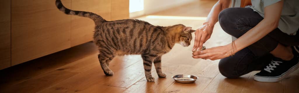 A guide to supplements for your cat