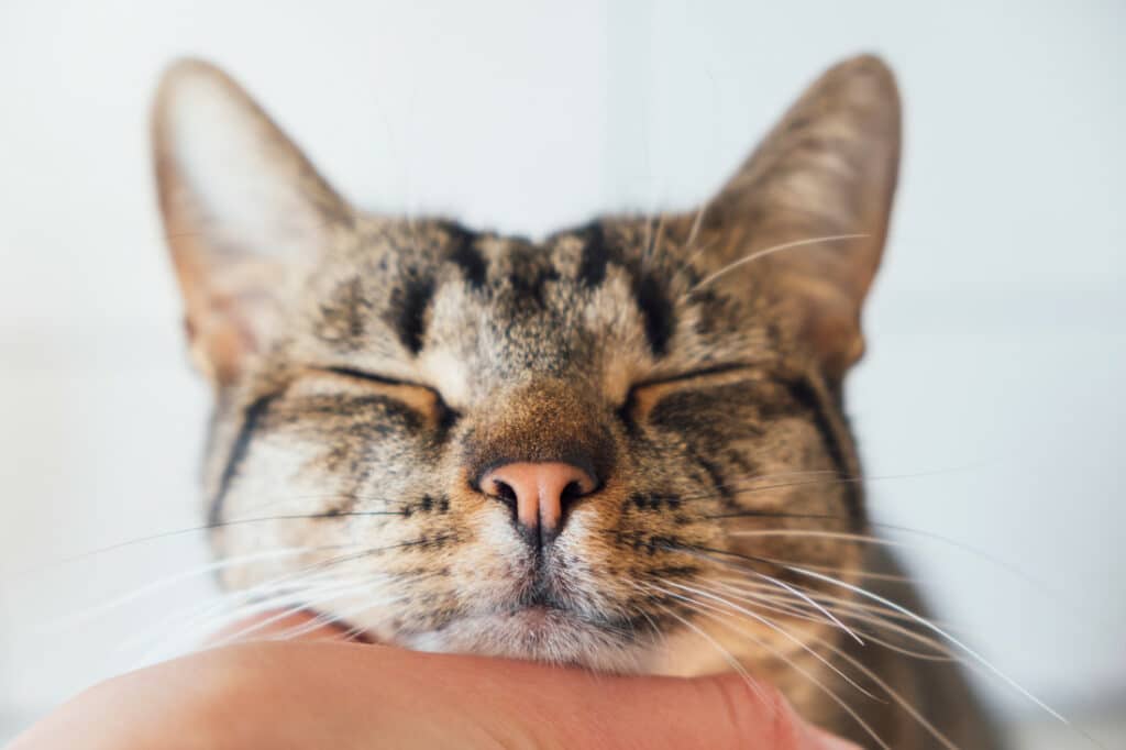 A contented kitty enjoying a chin rub