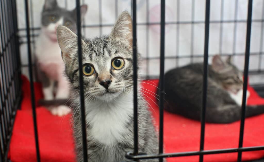 Due to cat overpopulation, these stray kittens have ended up in a cage