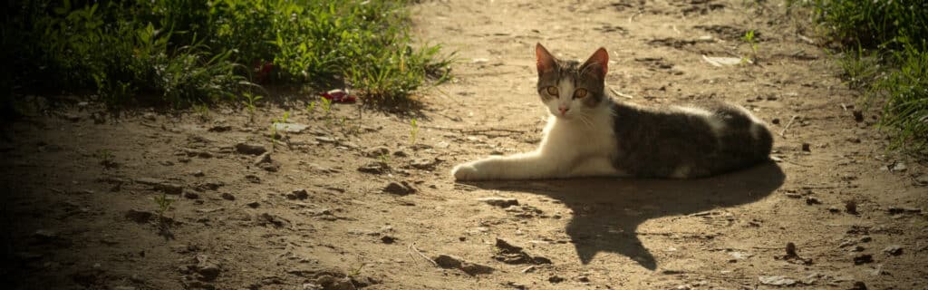 How to care for cats in hot weather