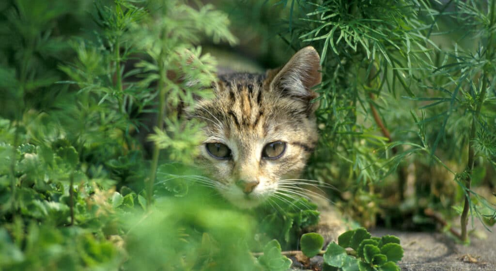 Why is my kitten so aggressive? It may be down to play.