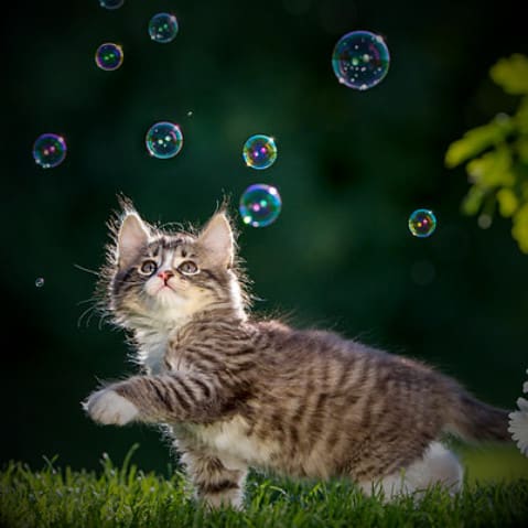 A kitten playing with bubbles