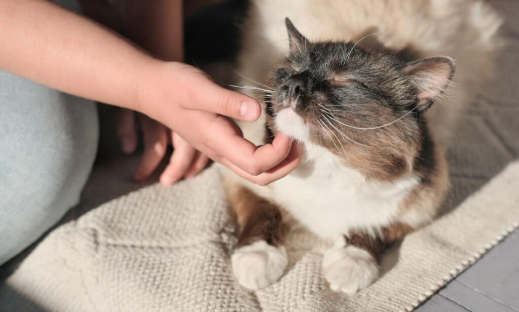A cat being scratched under its chin at the National Cat Awards