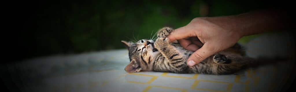How to play with a kitten: Kitten bites finger