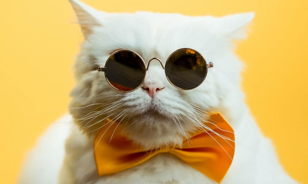 This dude approves of CatInfo.net's popular cat names.