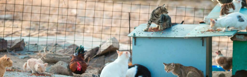 A stray feline colony demonstrating cat overpopulation