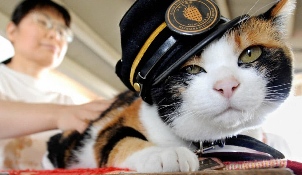 Tama, the station master cat is world famous!