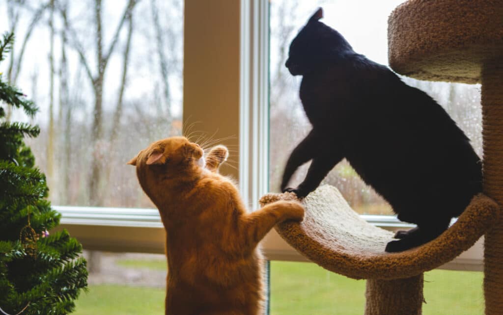 Two cats fighting over territory