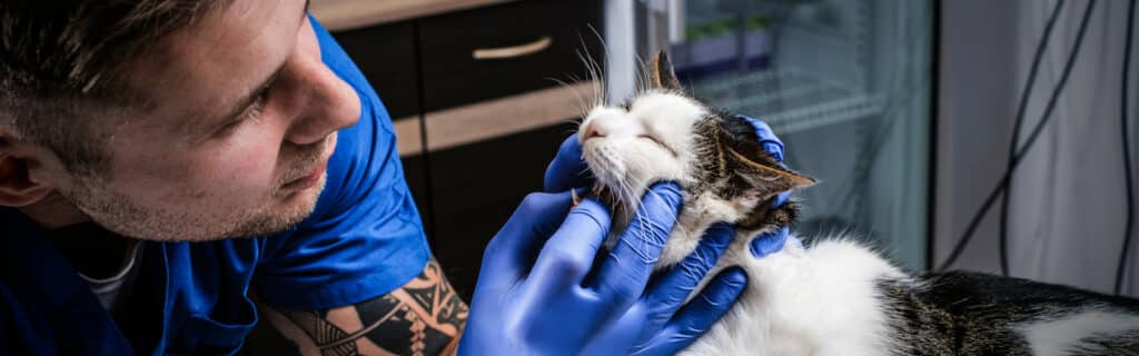 A vet examines a cat during a regular checkup