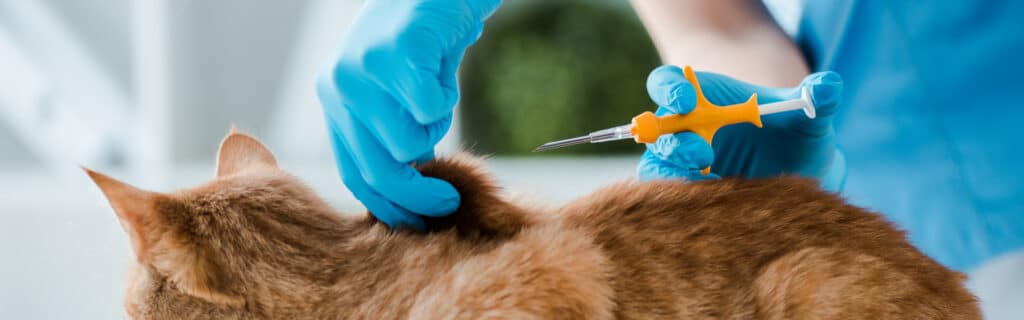 Vet microchipping a cat