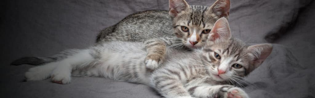 A pair of playful kitten adopted out in pairs