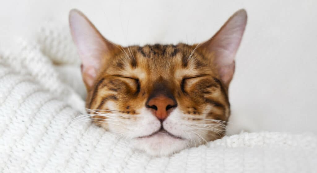 A gorgeous Bengal cat sleeping on a bed