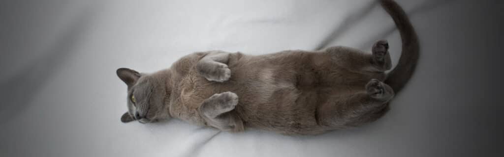 A grey burmese cat on back with paws raised
