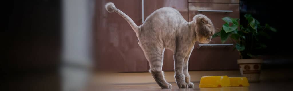 A cat arching its back